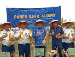 Wakil Bupati Asahan Ikuti Panen Raya Jagung di Lapas Minimum Security Asahan