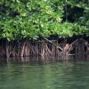 Pemerintah Dorong Mangrove Jadi Sumber Ekonomi Hijau dan Lapangan Kerja Baru