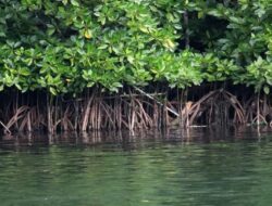 Pemerintah Dorong Mangrove Jadi Sumber Ekonomi Hijau dan Lapangan Kerja Baru